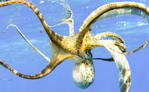 勵志故事:纏住章魚的是自己的手臂