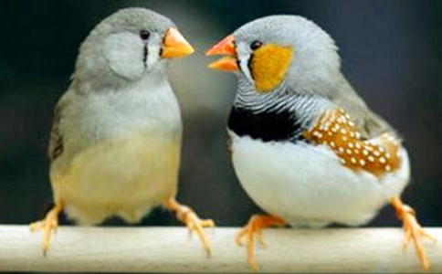 公開課《珍珠鳥》教學(xué)設(shè)計