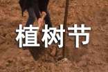 植樹節(jié)社會實踐活動方案