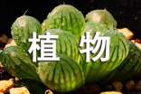 觀察植物日記