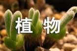 植物學(xué)及花卉類俄語詞匯大全