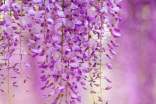 (精)描寫紫藤花的唯美語句