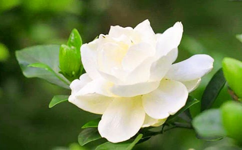 以梔子花為話題作文