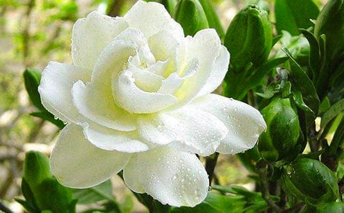 2013年畢業(yè)感言:梔子花開(kāi)的季節(jié)