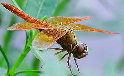 蜻蜓眼讀后感