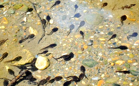 小蝌蚪找媽媽課件