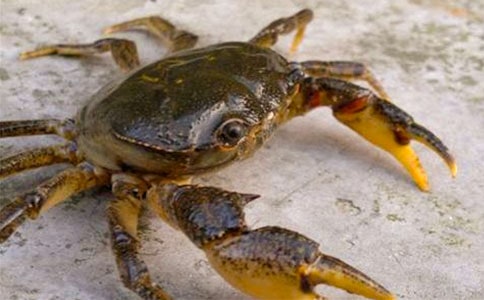 觀察螃蟹的作文350字(通用30篇)