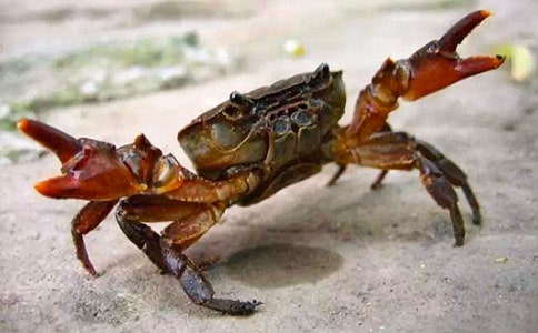 螃蟹脫殼記-觀察日記