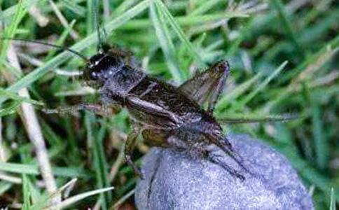 兒童繞口令兩只蟋蟀