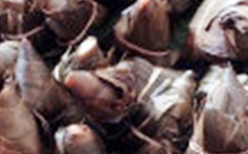 吃粽子作文六年級