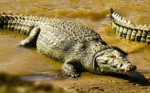 有關人像攝影中鱷魚光的布光技巧