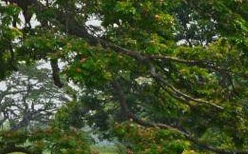 關(guān)于描寫白楊樹的作文300字7篇