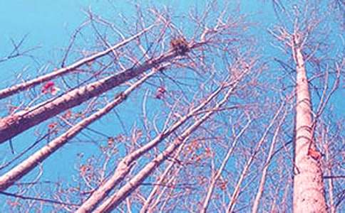 美麗的白楊樹作文(3篇)