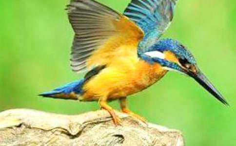 有關(guān)翠鳥作文9篇