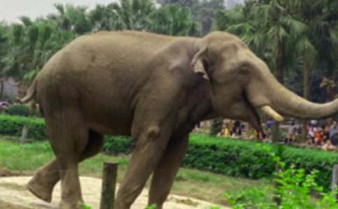 大象童話作文300字(通用21篇)