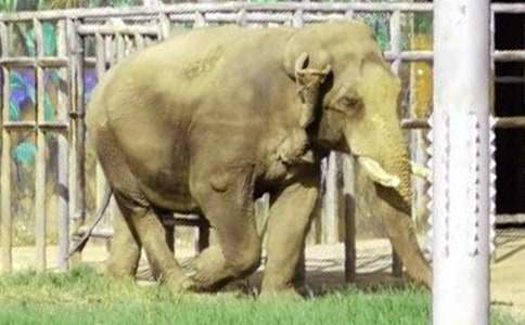 螞蟻與大象作文