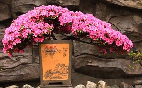 杜鵑花作文范文500字(精選4篇)