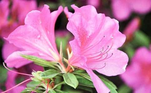 三年級作文寫杜鵑花