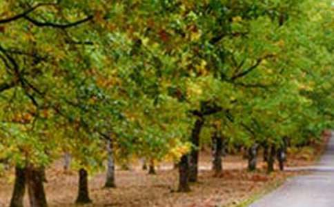 我的風景作文通用15篇