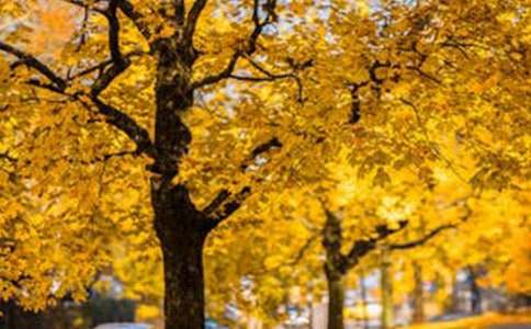 那是一道風(fēng)景作文15篇