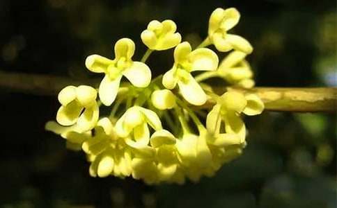 關(guān)于窗外桂花作文合集8篇