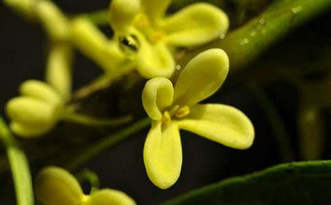 觀察桂花作文十篇