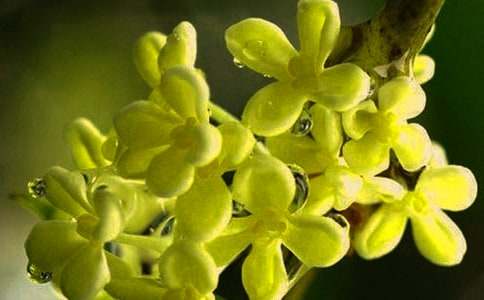 精選窗外桂花作文四篇