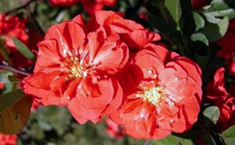 海棠花三年級作文(通用48篇)