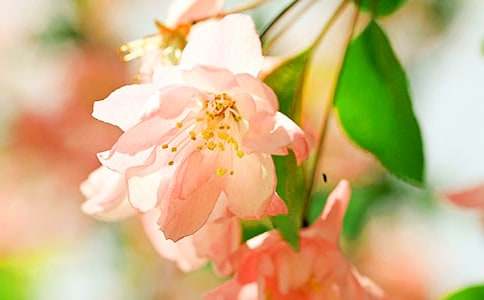 《老海棠樹(shù)》閱讀答案史鐵生