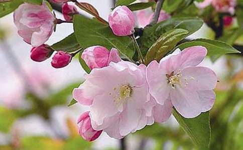 海棠花作文范文6篇