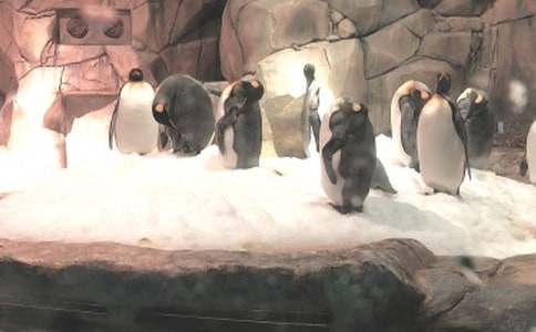 杭州極地海洋公園作文