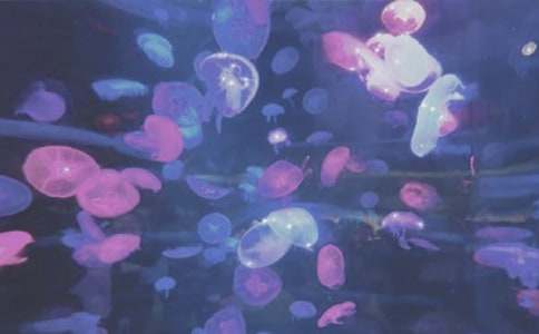 珠海長(zhǎng)隆海洋公園作文(精選19篇)