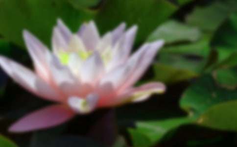 我喜歡的荷花作文通用5篇