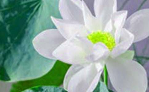 【必備】荷花作文600字4篇