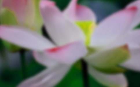 【精華】荷花小學(xué)作文匯總8篇