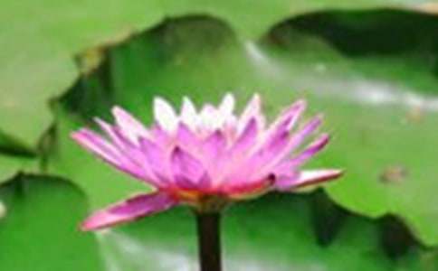 我愛夏天的荷花作文500字