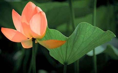 美麗的荷花作文400字3篇