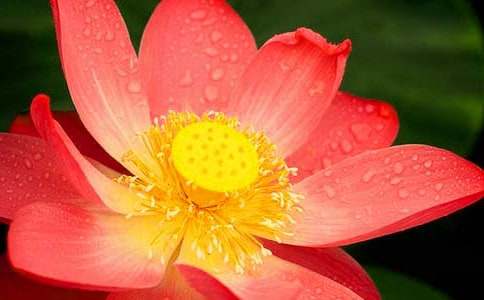 夏天的荷花池作文2篇