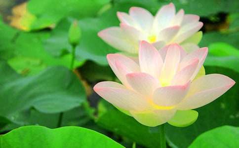 【必備】荷花的作文300字七篇