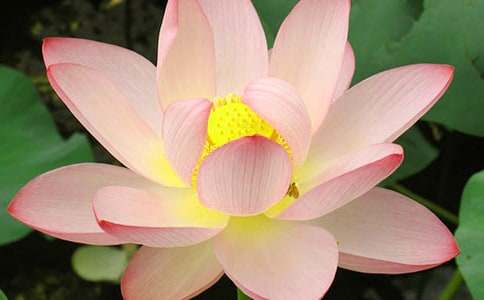 美麗的荷花池作文(合集15篇)