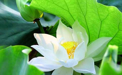 家鄉(xiāng)的荷花作文