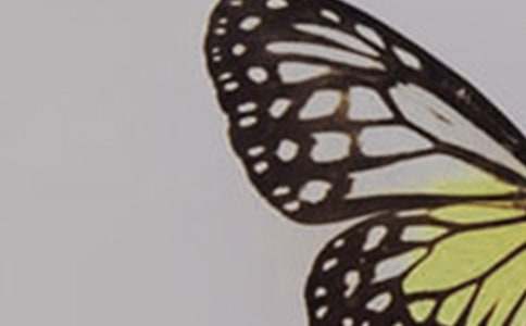 有關(guān)蝴蝶小學(xué)生作文500字錦集九篇