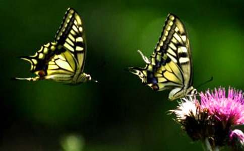 描寫蝴蝶蘭的作文14篇