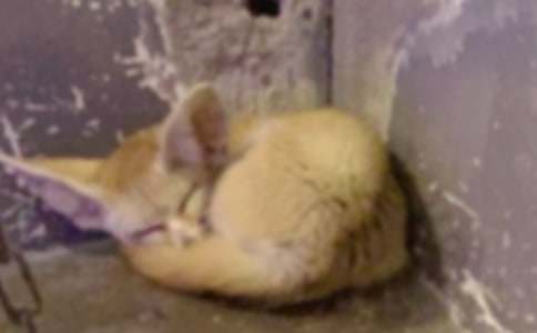 狐貍與烏鴉作文(通用74篇)