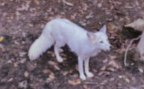 烏鴉和狐貍作文【經(jīng)典10篇】