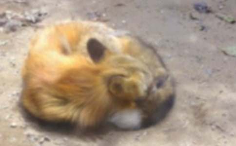 烏鴉與狐貍后傳作文(6篇)