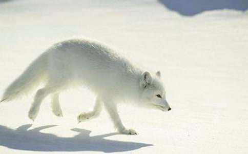 狐貍的想象作文600字