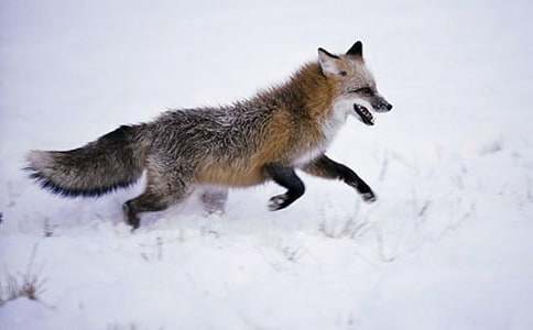 《狐貍與烏鴉》續(xù)寫小學(xué)生作文400字