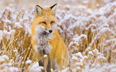 (薦)烏鴉和狐貍作文6篇