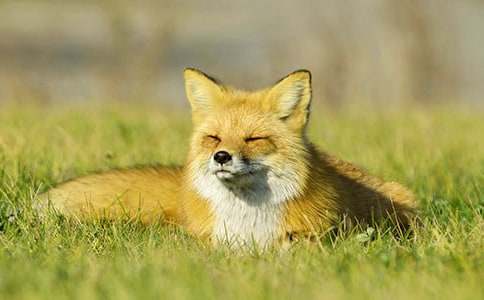 狐貍和馬優(yōu)秀作文900字